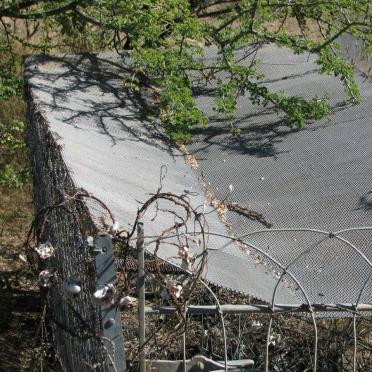 ACKERMAN Frederika Theodora 1902-1906