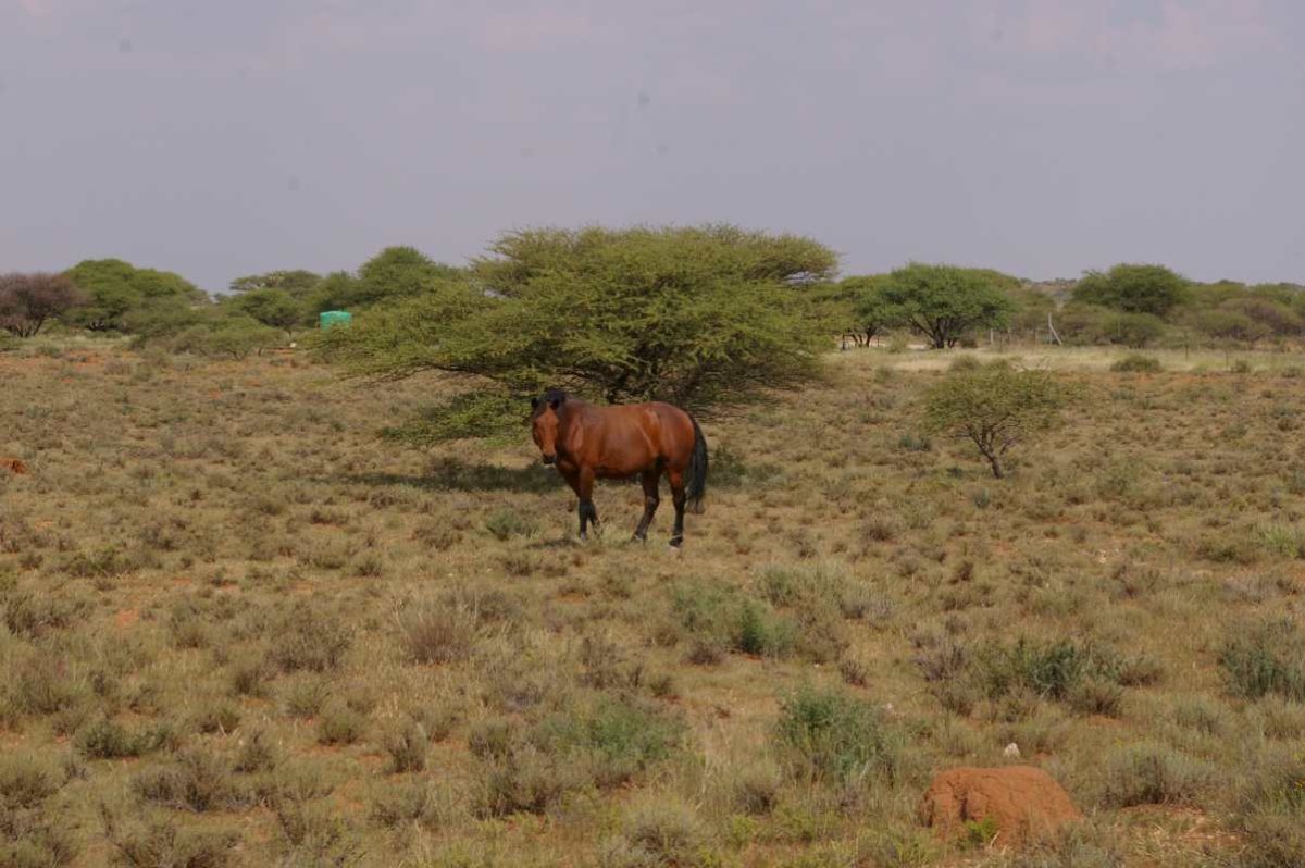 2. An inquisitive visitor