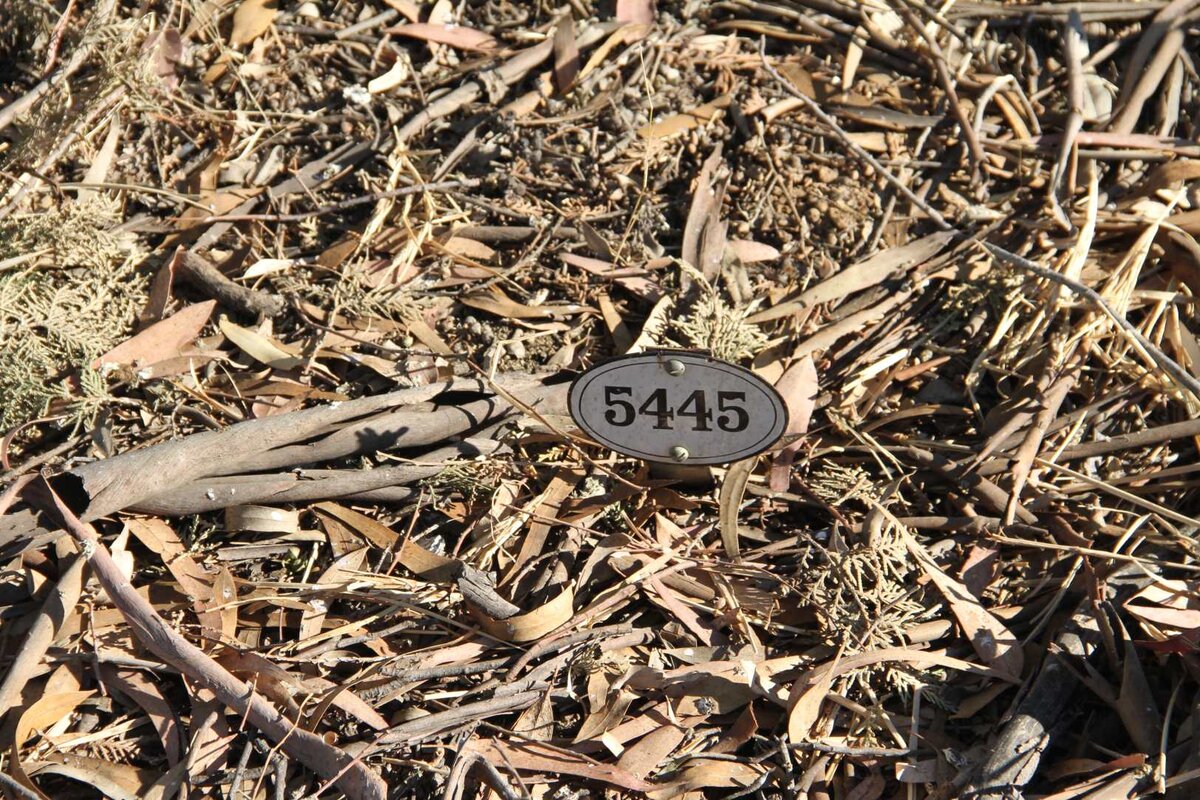 CLIFFORD Violet Mary  -1909