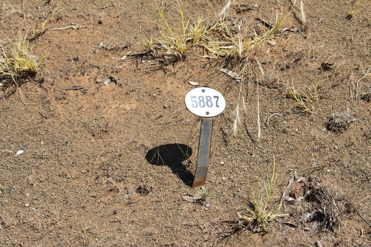 DAMON Sophia Louisa  -1916