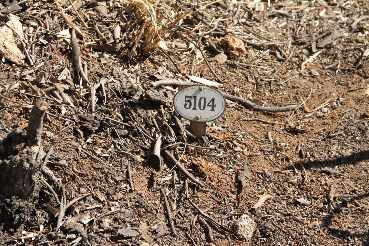 MULHOLLAND Francis S. 1904-1905