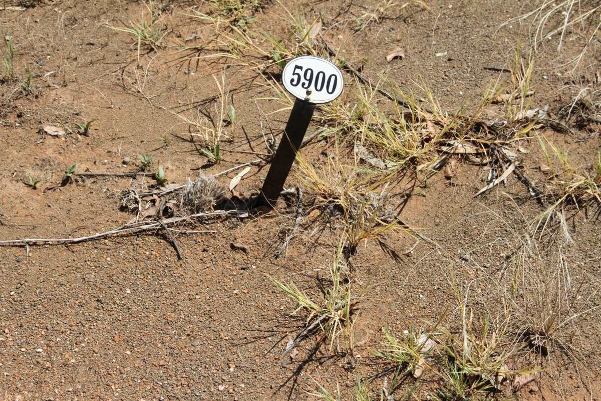 SHOCK Wilhelmina  -1916