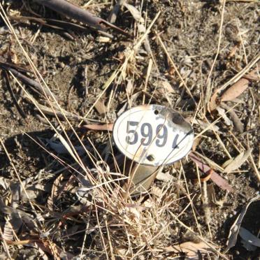 TATE Iris Liliath  -1917