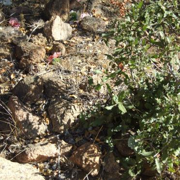 6. Sesde graf van Suidekant