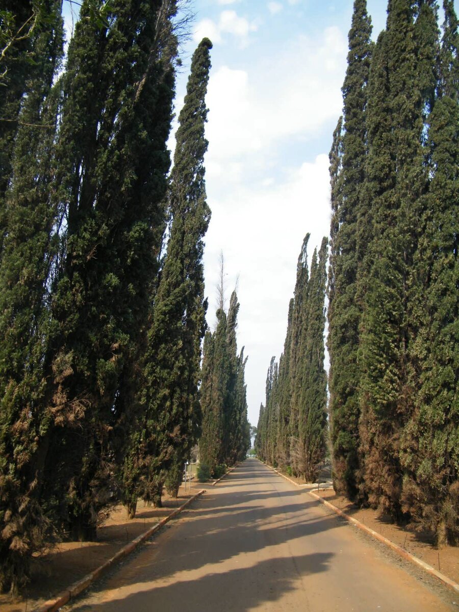 02. Road to cemetery / sipresbome laning