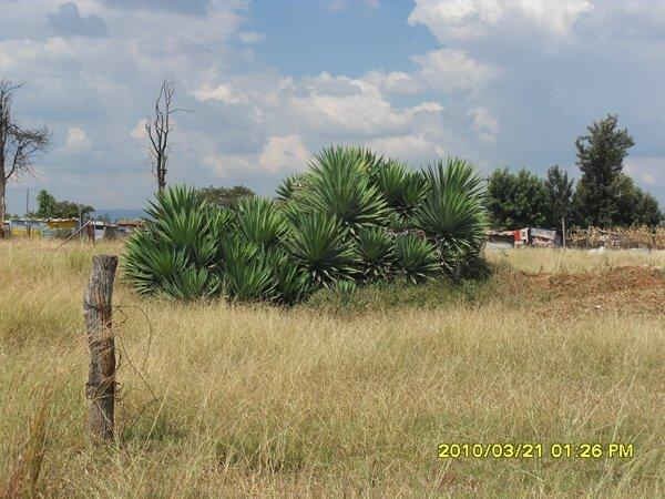 4. Overview near the graves
