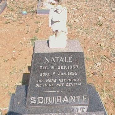 SCRIBANTE Natalé 1958-1959