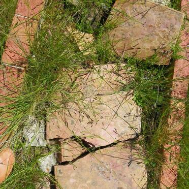 TOIT Cornelius Andries, du 1864-1913