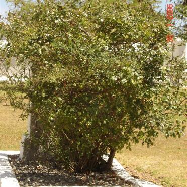 HOFMEYER Gideon Johannes 184?-1893