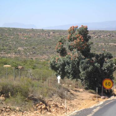 Western Cape, CLANWILLIAM district, Sevilla 135_1, Englishman's grave
