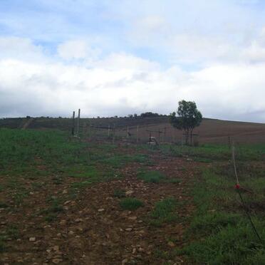 Western Cape, MOSSEL BAY district, Herbertsdale, Langfontein 109_2, Lenhof, farm cemetery