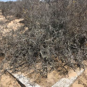 Unknown :: Illegible