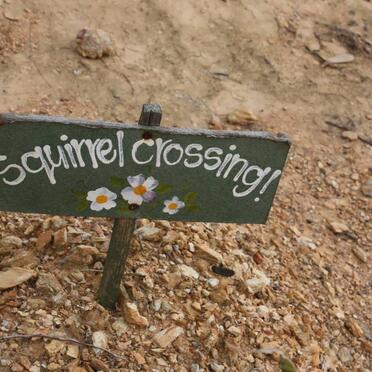 2. Squirrel Crossing