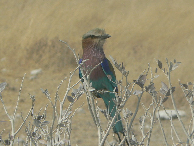 3. Pretty bird visiting