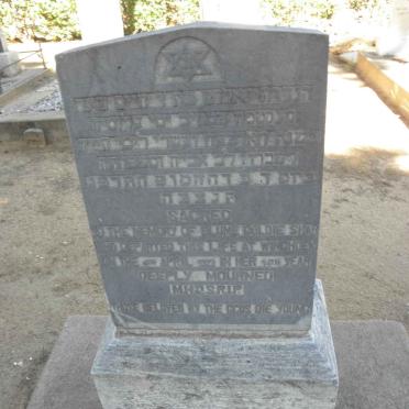 SHAR Blume Goldie -1923