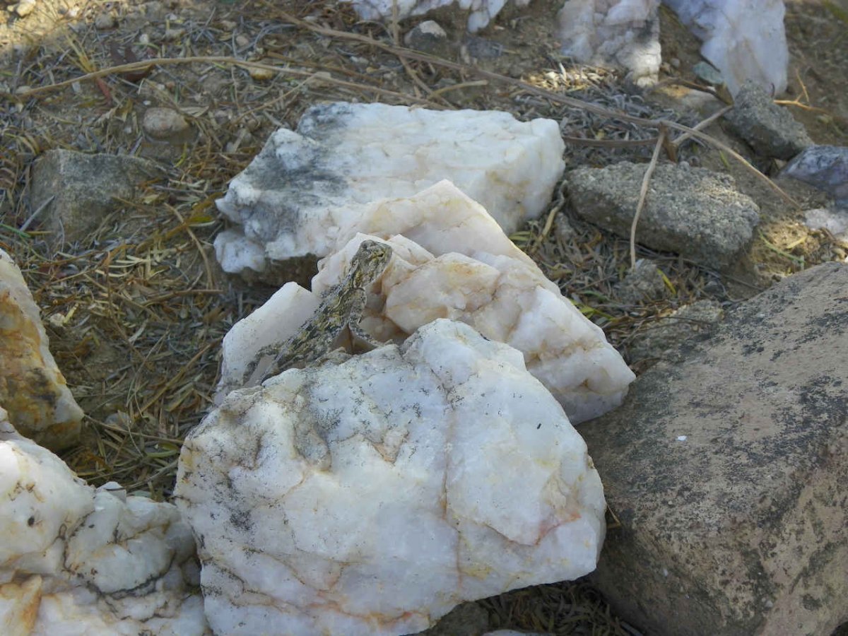 4. A visitor to the cemetery