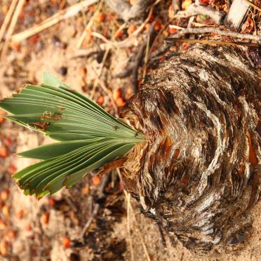 7. Interesting flora